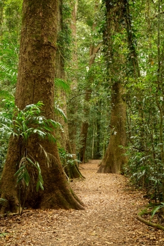 Walking trail through a forest in Queensland.