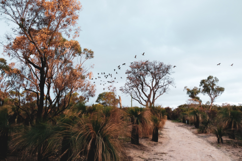 Walking trail through burnt out bushland with black cockatoos in flight in distance at dusk - Australian Stock Image