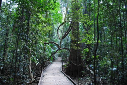 Walkway through the rainforest at the Mary Cairncross Scenic Reserve - Australian Stock Image