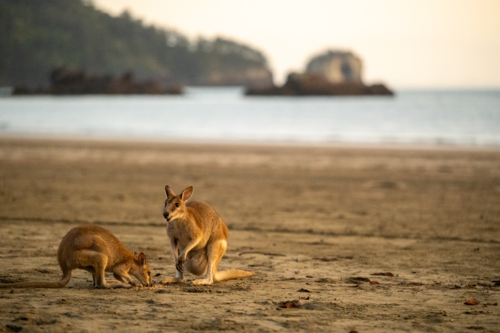 wallabies on beach at sunrise - Australian Stock Image