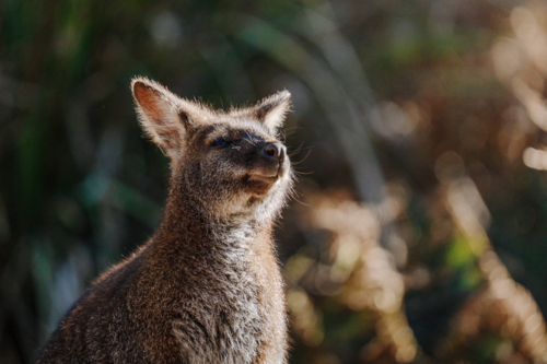 Wallaby bathed in warm sunlight - Australian Stock Image
