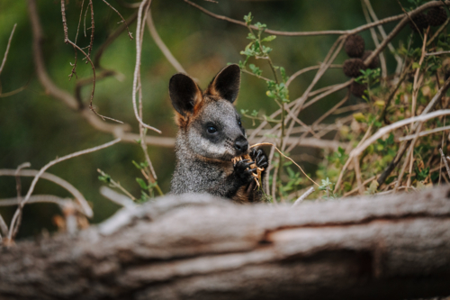 Wallaby eating foliage behind a fallen log in natural Australian bushland - Australian Stock Image