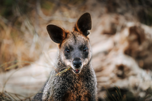 Wallaby eating foliage in natural Australian bushland - Australian Stock Image