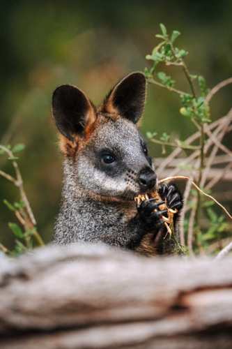 Wallaby feeding behind fallen log in natural habitat - Australian Stock Image