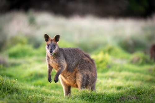 Wallaby grazing on a lush green field. - Australian Stock Image