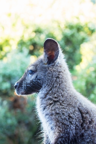 Wallaby in profile facing left - Australian Stock Image