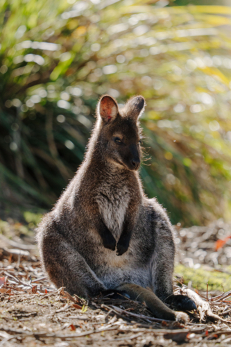 Wallaby sits calmly on the forest ground - Australian Stock Image