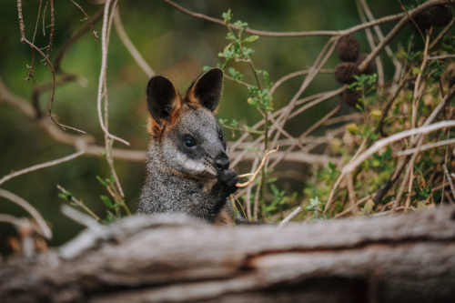 Wallaby standing among branches and foliage - Australian Stock Image