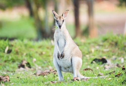 Wallaby standing while eating grass in the wild - Australian Stock Image