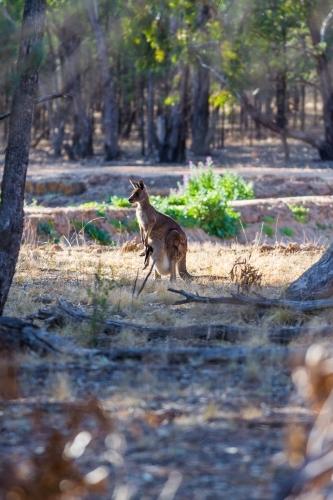 Wallaby with joey in her pouch enjoying the early morning in the bush - Australian Stock Image