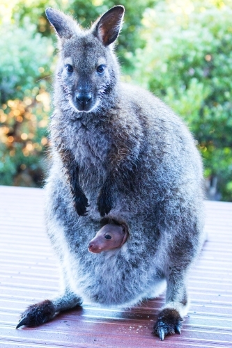 Wallaby with joey in pouch - Australian Stock Image