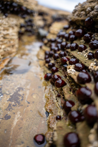 Waratah Anemones in Tasmania - Australian Stock Image
