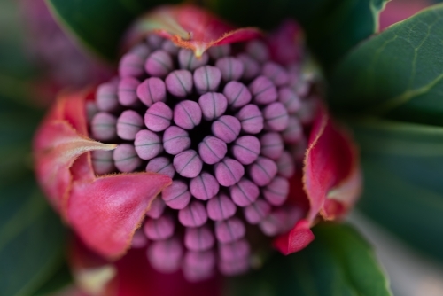 Waratah close up - Australian Stock Image