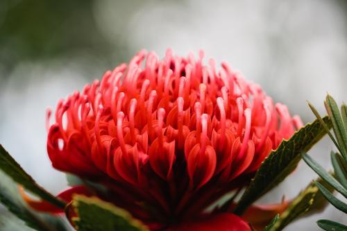 Waratah in bloom - Australian Stock Image