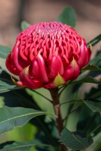 Waratah, Telopea speciosissima - Australian Stock Image