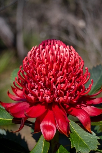 Waratah, Telopea speciosissima, closeup - Australian Stock Image