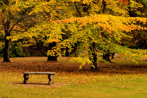 Warm autumn colours in park - Australian Stock Image