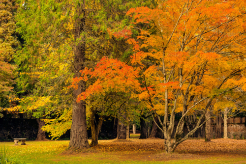 Warm autumn colours in park - Australian Stock Image