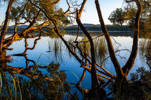 Warm trees at sunrise beside calm water - Australian Stock Image
