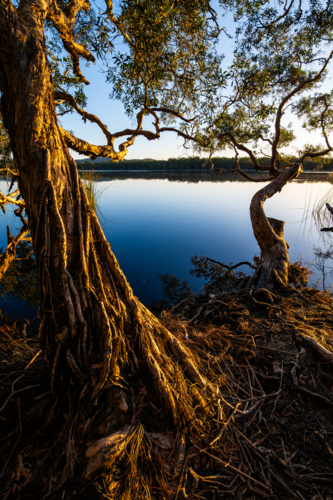 Warm trees at sunrise beside calm water - Australian Stock Image