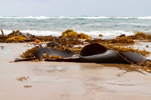 washed up seaweed in front of ocean - Australian Stock Image