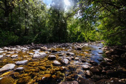 Water around Franklin River Nature Trail in Franklin-Gordon Wild Rivers National Park in summer - Australian Stock Image