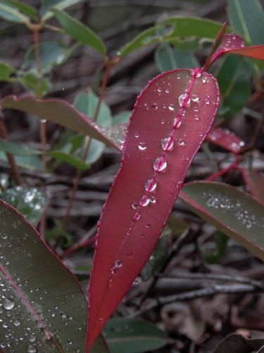 Water droplets beading along a red gum leaf