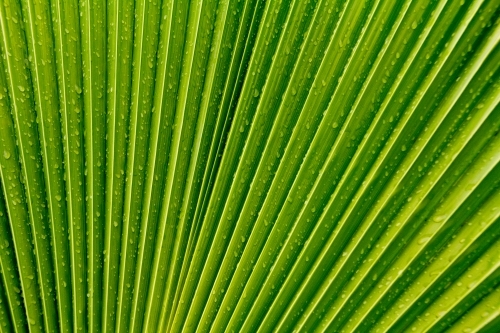 water droplets on fan palm detail - Australian Stock Image