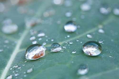 Water droplets sparkle on leaf of plant in veggie garden after rain