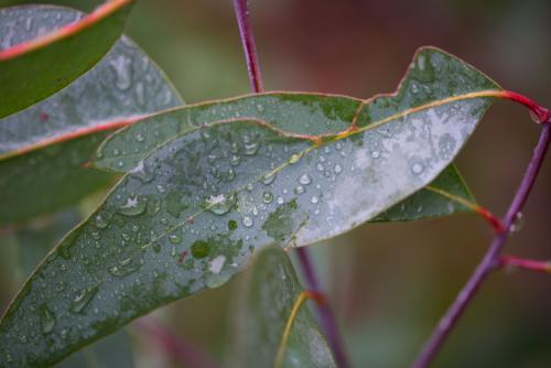 Water drops on eucalyptus gum leaf - Australian Stock Image