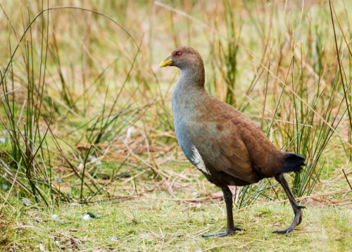 water hen walking into reedy grass