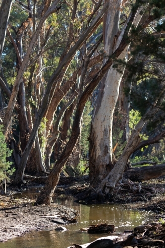 water in gum lined outback creek