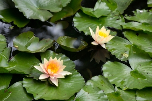 water lilies on pond - Australian Stock Image