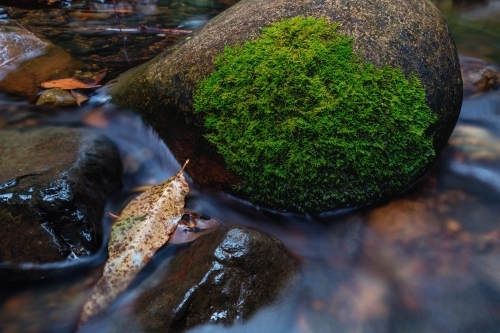 Water running over mossy rocks and leaves in stream - Australian Stock Image