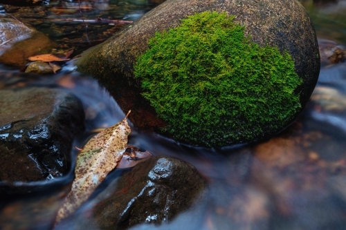 Water running over mossy rocks and leaves in stream