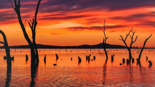 Water scene at sunset with dead trees and hills in the distance. Kow Swamp, Victoria - Australian Stock Image