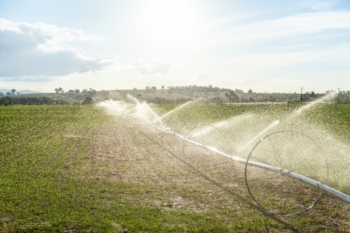 Water spray from farm irrigation system at sunset - Australian Stock Image