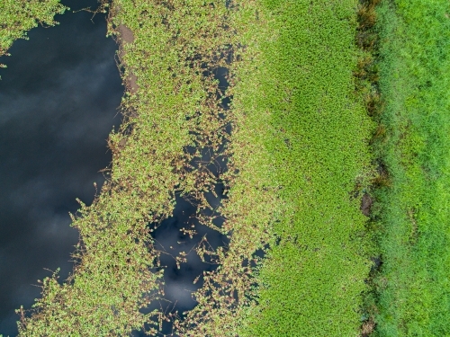 Watercourse and dam with green water weed and grass growing - Australian Stock Image