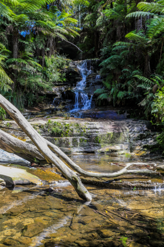 Waterfall at Leura Cascades in the Blue Mountains flowing through rainforest into a natural pool - Australian Stock Image