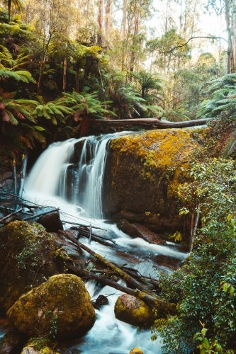 Waterfall in the forest with trees in background and branches across the river