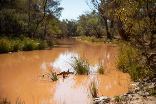 Waterhole full of muddy red water, lined with rushes - Australian Stock Image