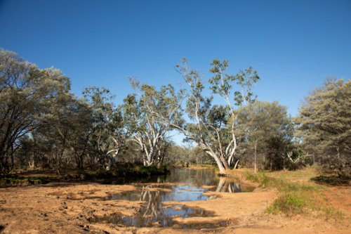 Waterhole with gum trees and mulga trees - Australian Stock Image