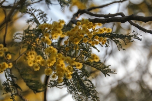 Wattle at sunset - Australian Stock Image