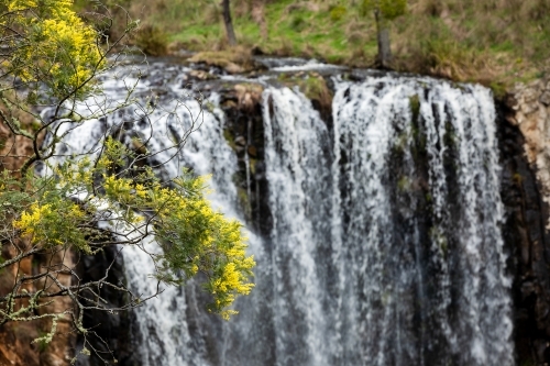 Wattle flowers with waterfall in the background