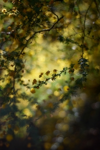 Wattle Tree And Flowers - Australian Stock Image