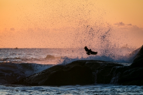 wave crashing on rocks with bird - Australian Stock Image