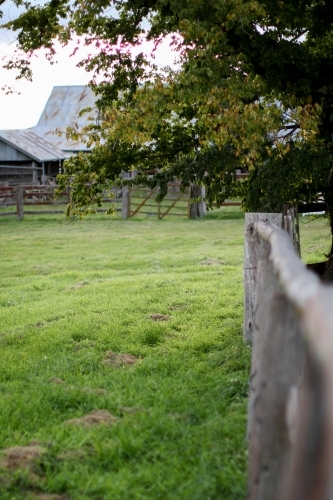 Weathered wooden fence with a tree and work shed in the background - Australian Stock Image