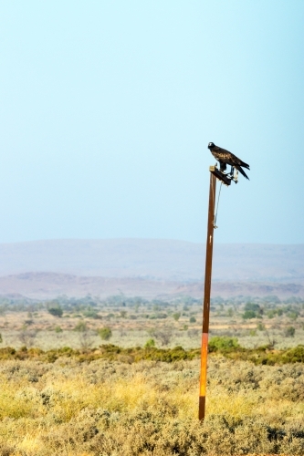 Wedge tail eagle perched on a pole - Australian Stock Image