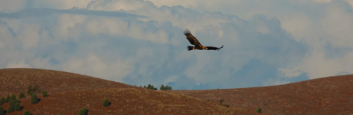 Wedge-tailed Eagle - Australian Stock Image