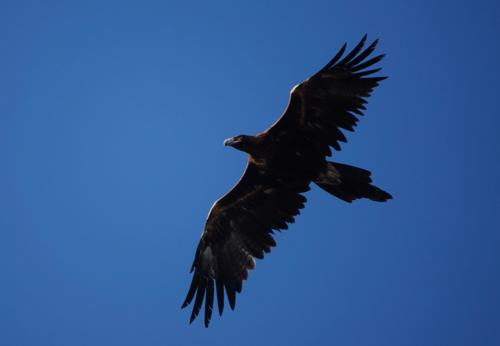 Wedge-tailed Eagle in flight - Australian Stock Image